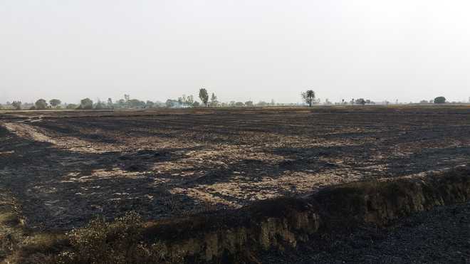 Fire destroys wheat on 300 acres in Panipat villages
