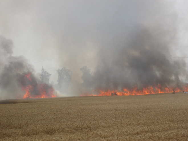 Fire destroys wheat on five acres in Barnala