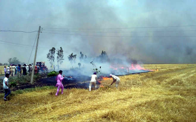 Strong winds fuel fires in wheat fields
