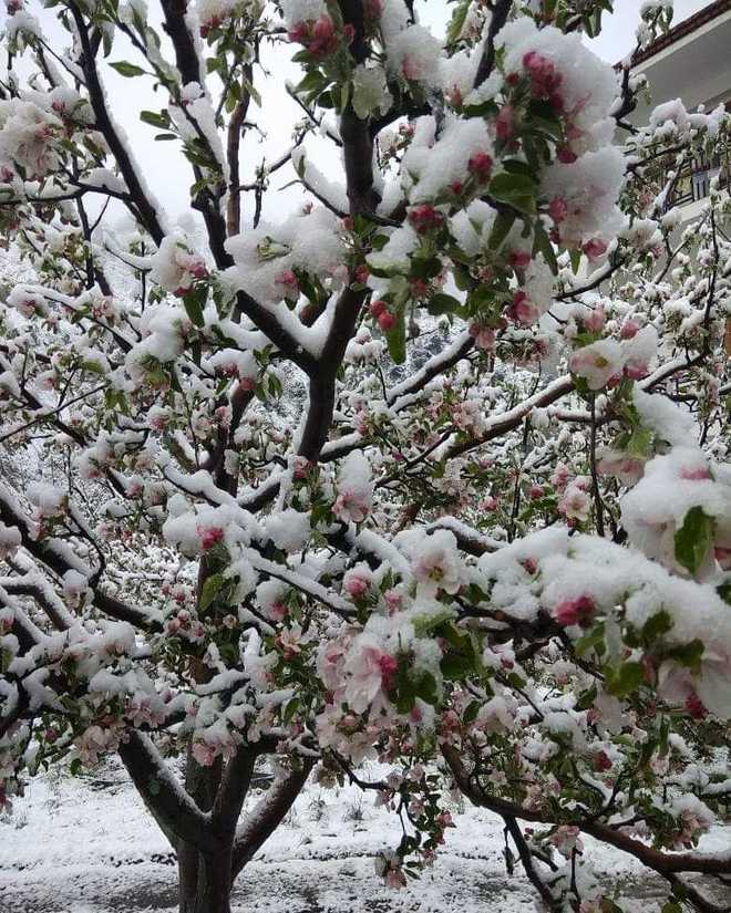 Raining worries for orchardists as April snow could impact crop