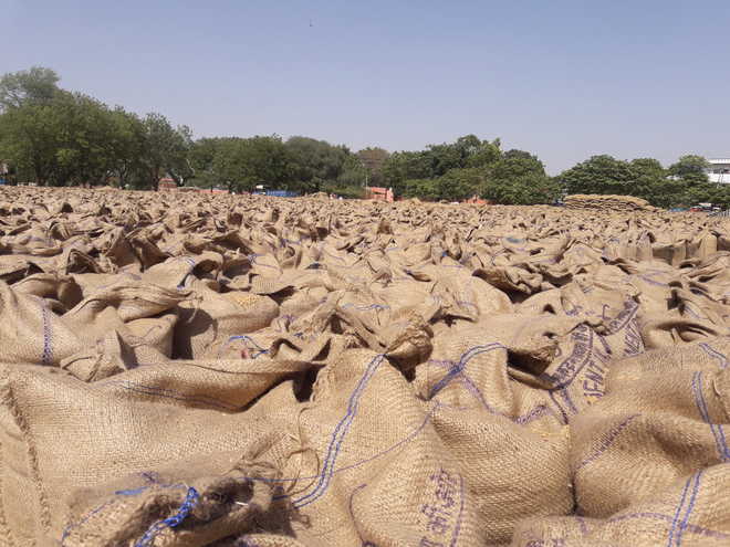 Tardy lifting leads to wheat glut in mandis