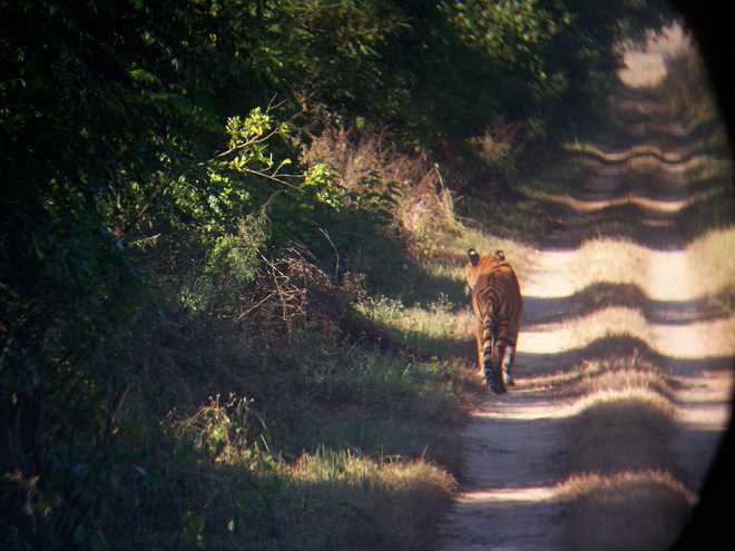 Now, a wildlife-friendly ‘green road’ through Corbett