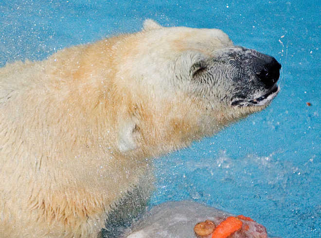 First polar bear born in the tropics dies at 27 in Singapore zoo