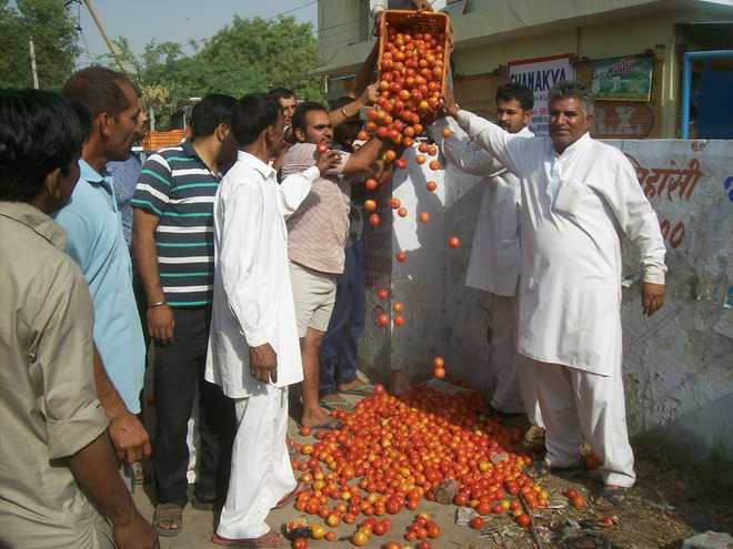 Low prices: Tomato growers dump produce on Hisar road
