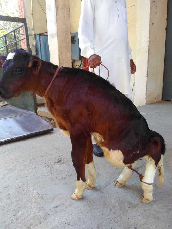 Rare surgery gives new lease of life to calf at GADVASU