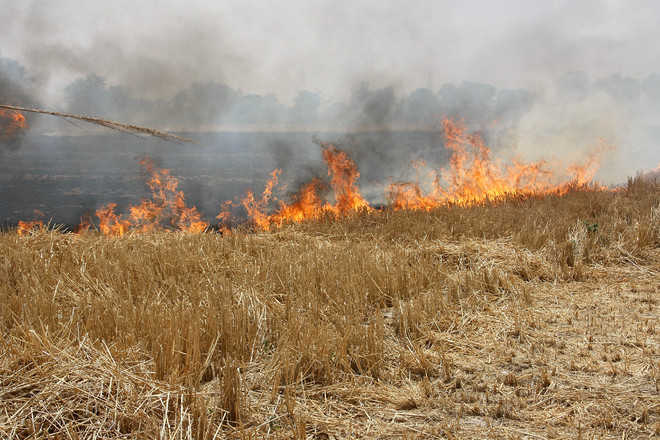 Farmers fined Rs27,500 for stubble burning in Panipat