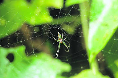 Scientists train spider to ‘jump on demand’