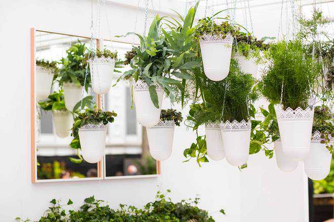 How to introduce plants in your abode