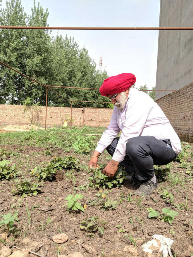 Ropar farmer on way to prosperity, with herbs
