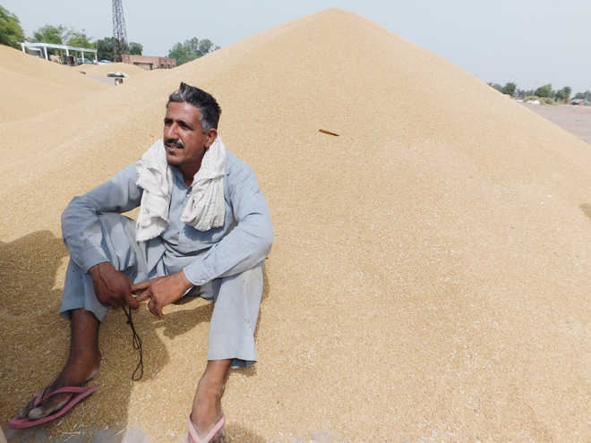 Farmers await wheat purchase by Pungrain