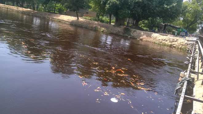 Now, dead fish in Indira Gandhi canal; Rajasthan sounds alert