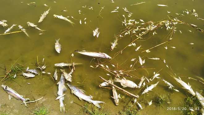 Mortality high, officials ask people not to consume fish