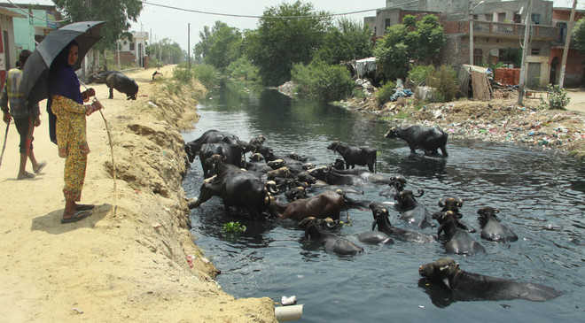 Stop pollution before bringing Beas water to Jalandhar: Seechewal