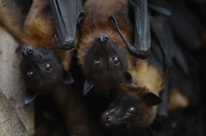 Nipah outbreak ‘localised’, bats likely hosts; toll 10