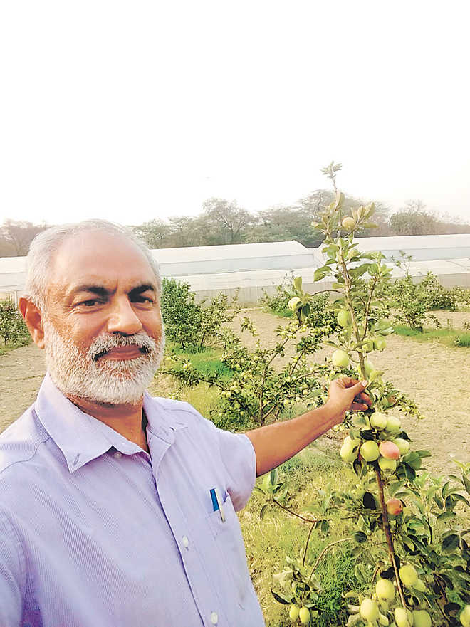Apples in Hoshiarpur? These farmers have made it possible