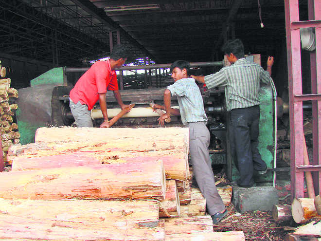 Yamunanagar — Plywood capital of nation : The Tribune India