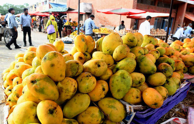 Nature’s vagaries upset mango cart in UP; quality, price hit