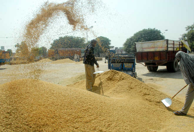 Basmati exporters get 11% hike in price realisation