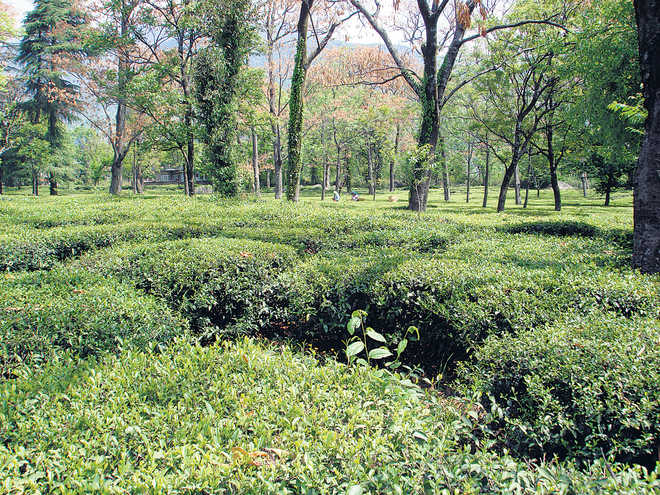 Palampur faces serious threat to ecosystem