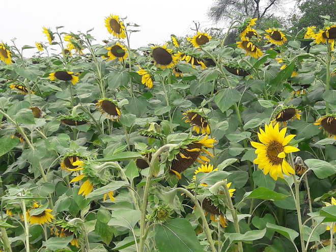 Procurement of sunflower seed to kickstart today