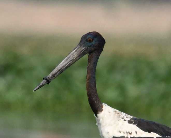 Black-necked stork spotted, rescue op on