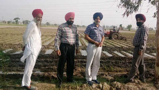 Agri officials destroy paddy transplanted on one acre