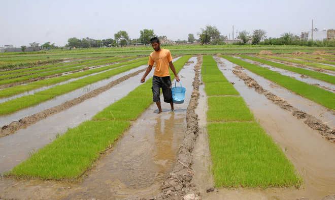 Won’t procure paddy sown early: Agri chief