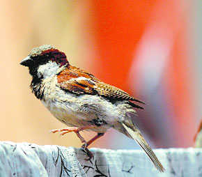 Heavy toxic metals killing sparrow