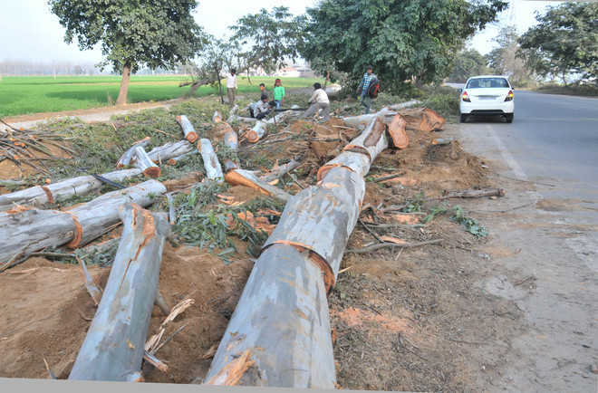 Widened highway awaits plantation of saplings