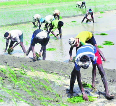 Ready to give 8-hour uninterrupted power to paddy farmers: Official