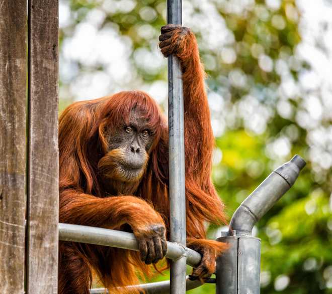 World''s oldest Sumatran orangutan dead