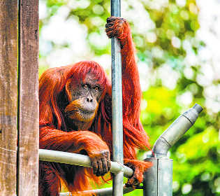 Oldest Sumatran orangutan dies aged 62