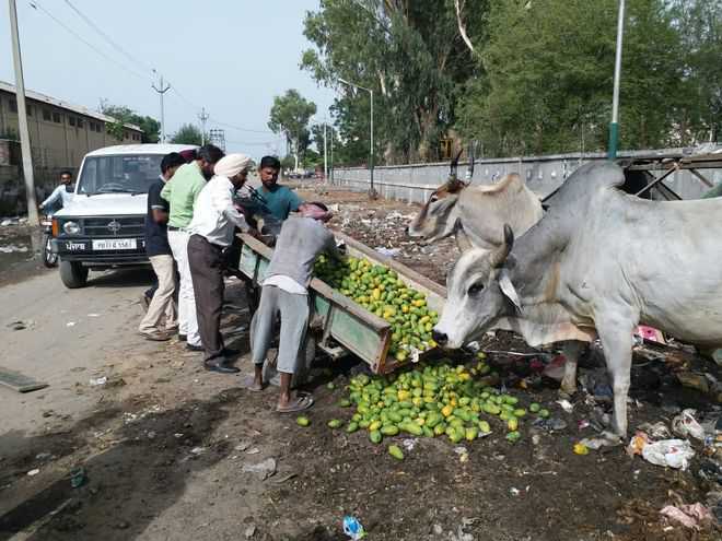 In Sangrur, officials feed mangoes to stray cattle