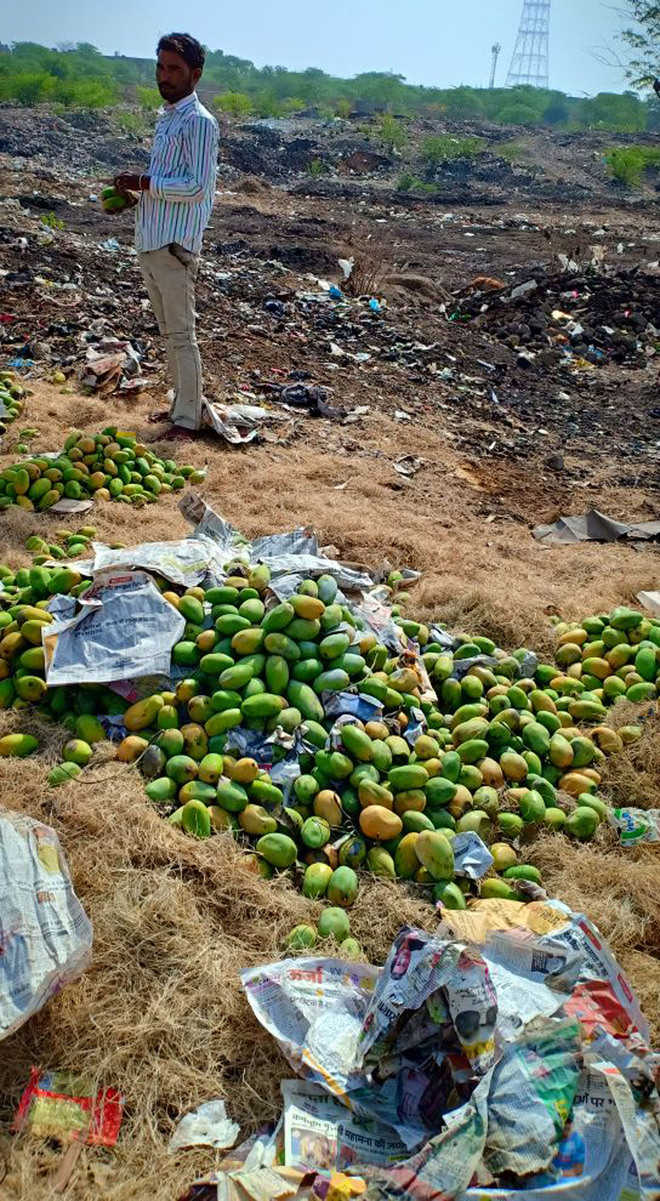 Chemical-laced fruit destroyed, none punished