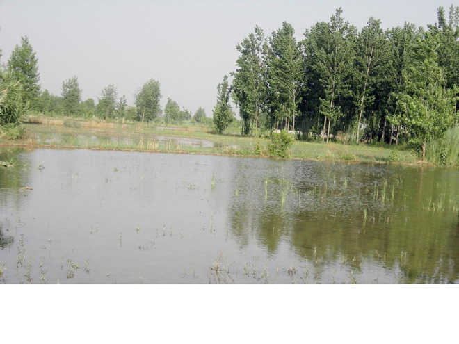 Ordinance promulgated to protect, develop ponds