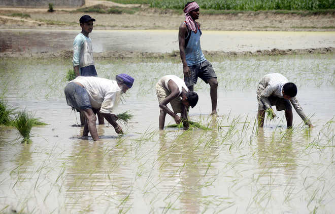 Labour shortage shoots up paddy plantation cost