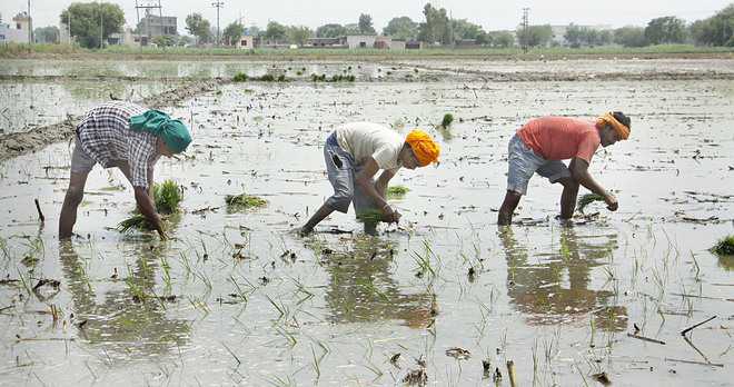 Sowing paddy: Farmers lauded for abiding by govt directives