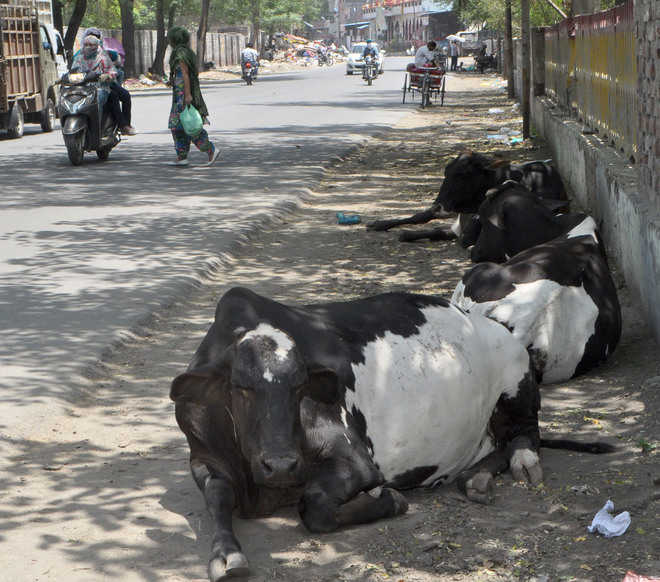 Civic body seeks cow cess from depts to deal with stray cattle menace