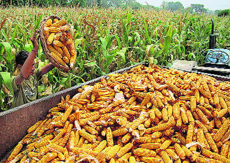 Maize from Bihar, UP feeds poultry of Punjab, Haryana