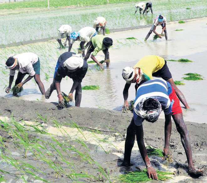 Paddy season at peak, farmers face power, labour pangs