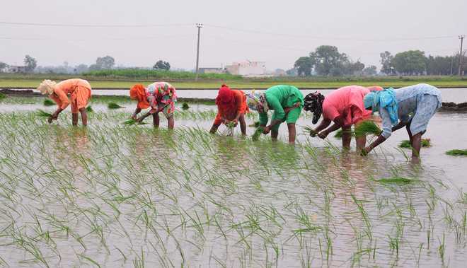 Rain boosts paddy sowing in Karnal
