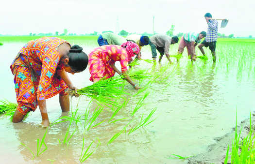 Relief for paddy growers
