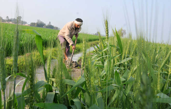 Swapping crops could help India save water, improve nutrition