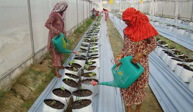 Karnal’s institutes grow vegetables without soil