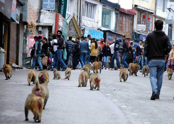 Three to four people being bitten by monkeys daily in Shimla