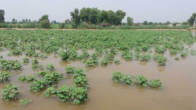 Abohar drain breach damages cotton crop