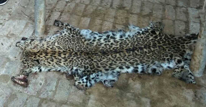Leopard electrocuted in Mandi village; 2 booked