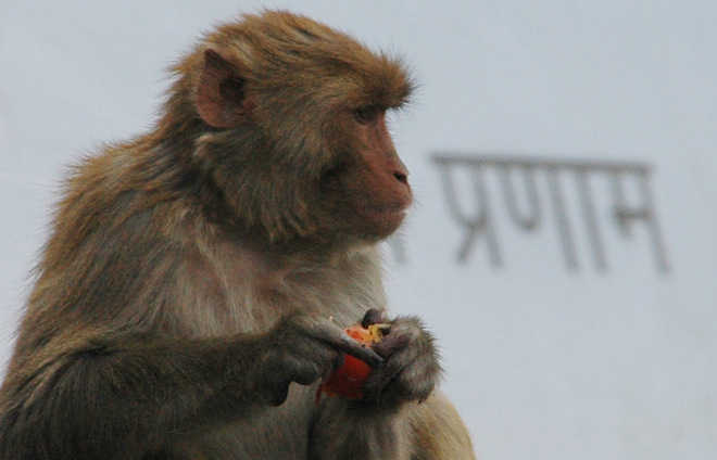 Plans to sterilise simians by tracking their feeding areas