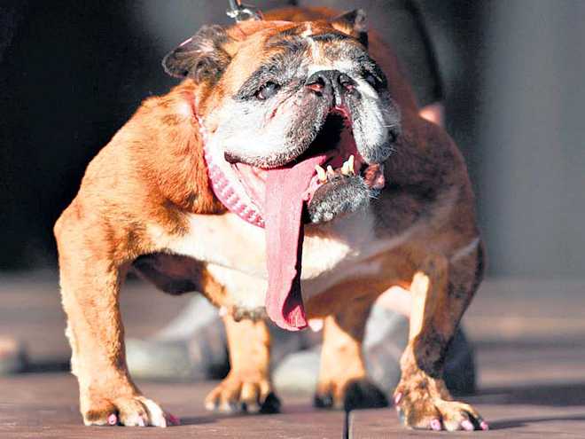 World’s ugliest dog dies two weeks after winning title