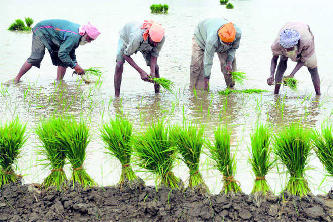 Farmers in Punjab, Haryana lose appetite for basmati